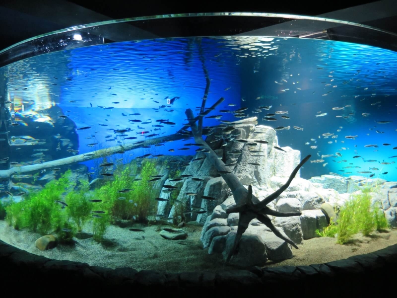 サケのふるさと 千歳水族館